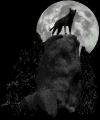 wolf & moon